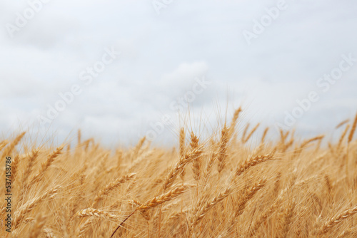 Beautiful agricultural field with ripe wheat crop on cloudy day