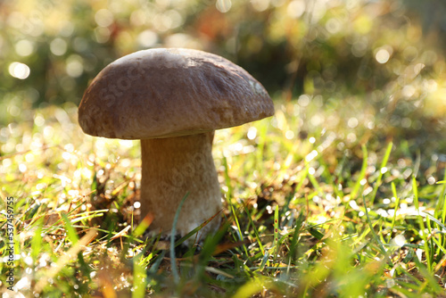 Fresh wild mushroom growing outdoors, closeup. Space for text