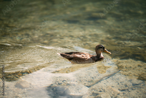 Duck at the lake. Wild duck swimming in the lake in the mountains. Animal at the Morskie Oko lake in Poland, Europe. photo