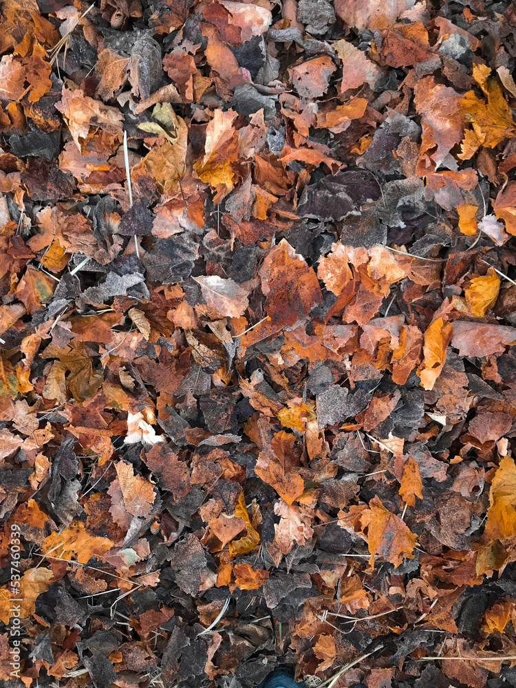 Dry autumn leaves on the forest ground. Autumn Background. Fall Background