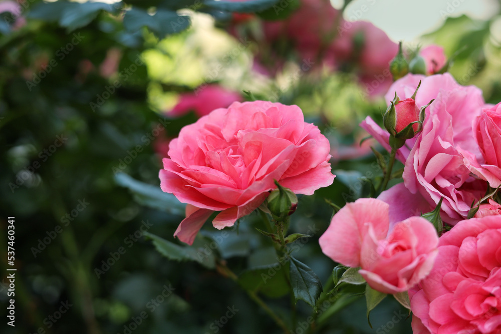 Closeup view of beautiful blooming rose bush outdoors on summer day Closeup view of beautiful blooming rose bush outdoors on summer day