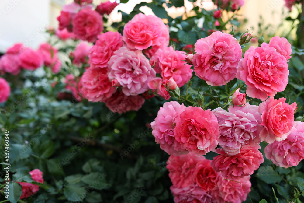 Closeup view of beautiful blooming rose bush outdoors on summer day Closeup view of beautiful blooming rose bush outdoors on summer day
