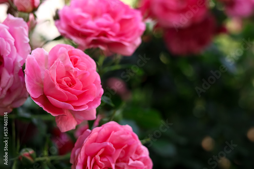 Fototapeta Naklejka Na Ścianę i Meble -  Closeup view of beautiful blooming rose bush outdoors on summer day. Space for text