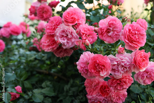 Closeup view of beautiful blooming rose bush outdoors on summer day