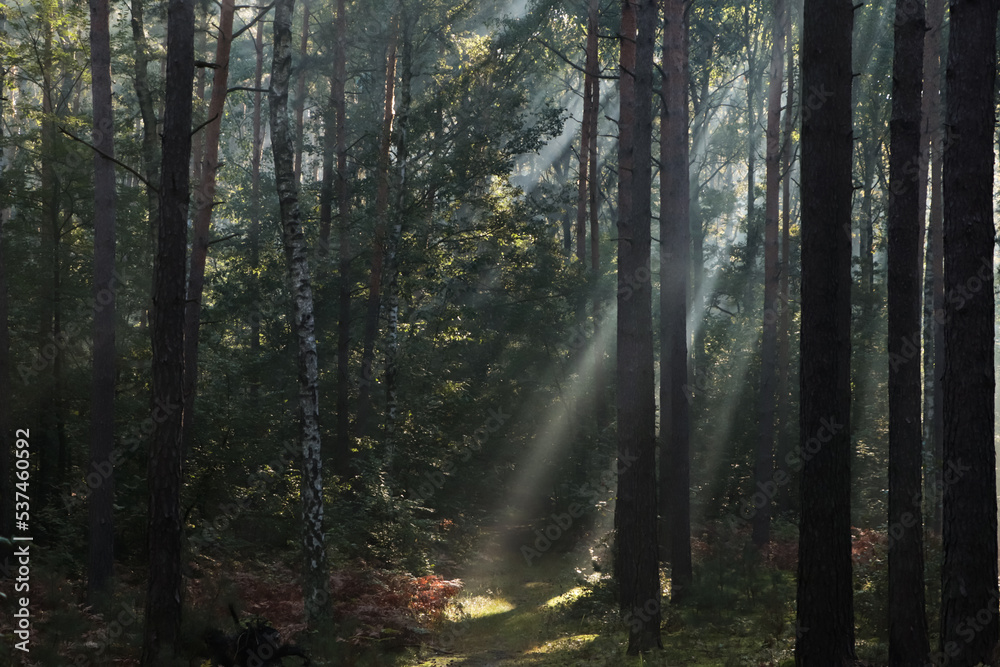 Fototapeta premium Majestic view of forest with sunbeams shining through trees in morning