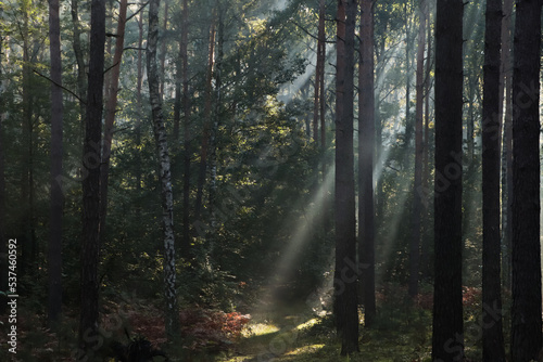 Majestic view of forest with sunbeams shining through trees in morning © New Africa