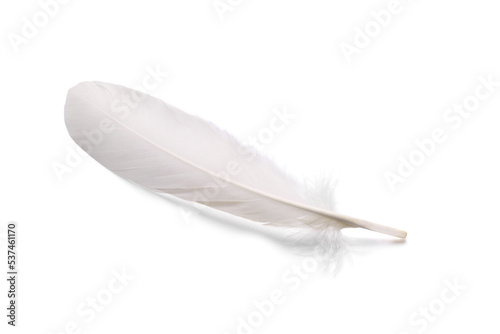One fluffy beautiful feather isolated on white