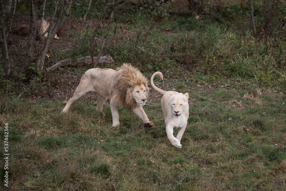 White lion running after a lioness in nature park (Panthera leo krugeri) White lion running after a lioness in nature park (Panthera leo krugeri)