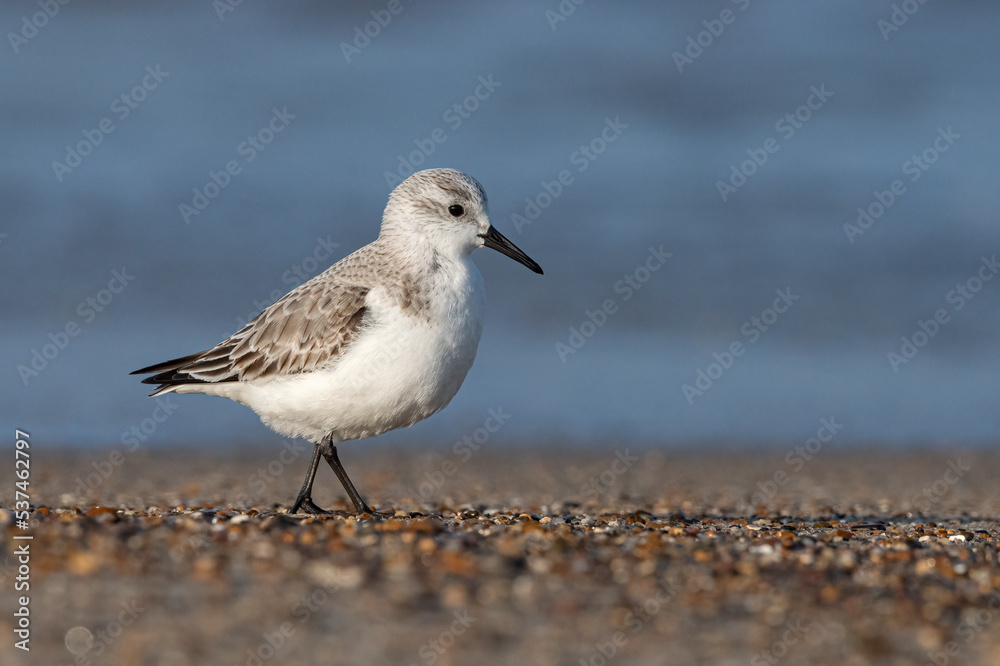 Sanderling, Calidris alba, adult non breeding winter plumage Sanderling, Calidris alba, adult non breeding winter plumage