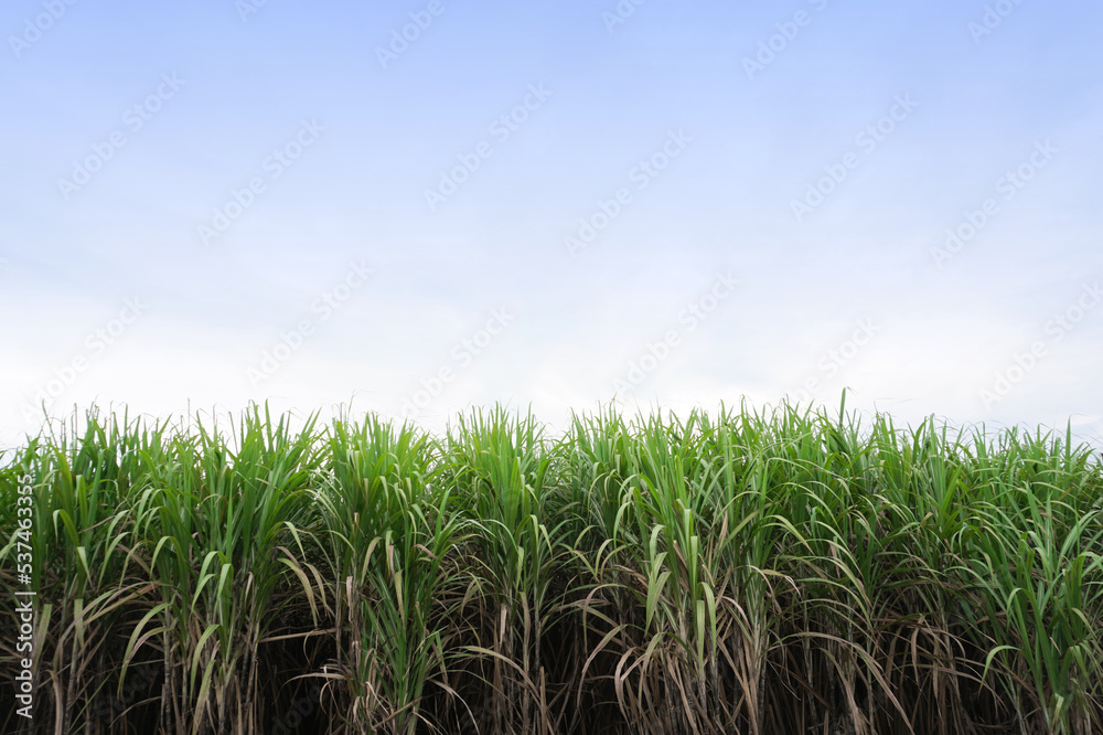 Sugarcane plant with blue sky background, Agriculture Sugarcane plant with blue sky background, Agriculture