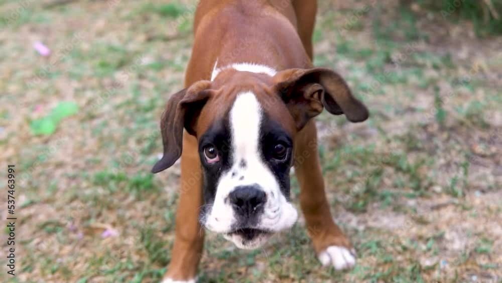 Slow motion shot of a boxer puppy barking and flapping its ears Slow motion shot of a boxer puppy barking and flapping its ears