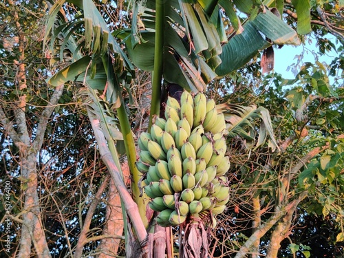 A large branch of bananas on banana tree of Bangladesh. Wihch is suitable for cooking. photo