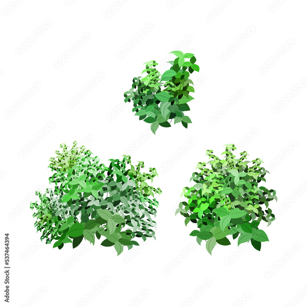 Obraz premium Ornamental green plant in the form of a hedge.Realistic garden shrub, seasonal bush, boxwood, tree crown bush foliage.For decorate of a park, a garden or a green fence.