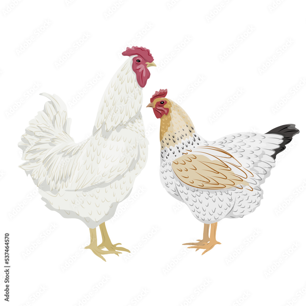 Fototapeta premium White rooster and white hen. Realistic domestic vector birds Gallus gallus domesticus.