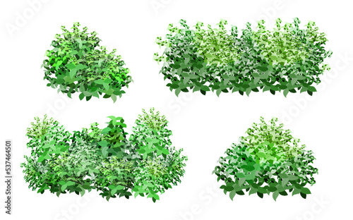 Ornamental green plant in the form of a hedge.Realistic garden shrub, seasonal bush, boxwood, tree crown bush foliage.For decorate of a park, a garden or a green fence.