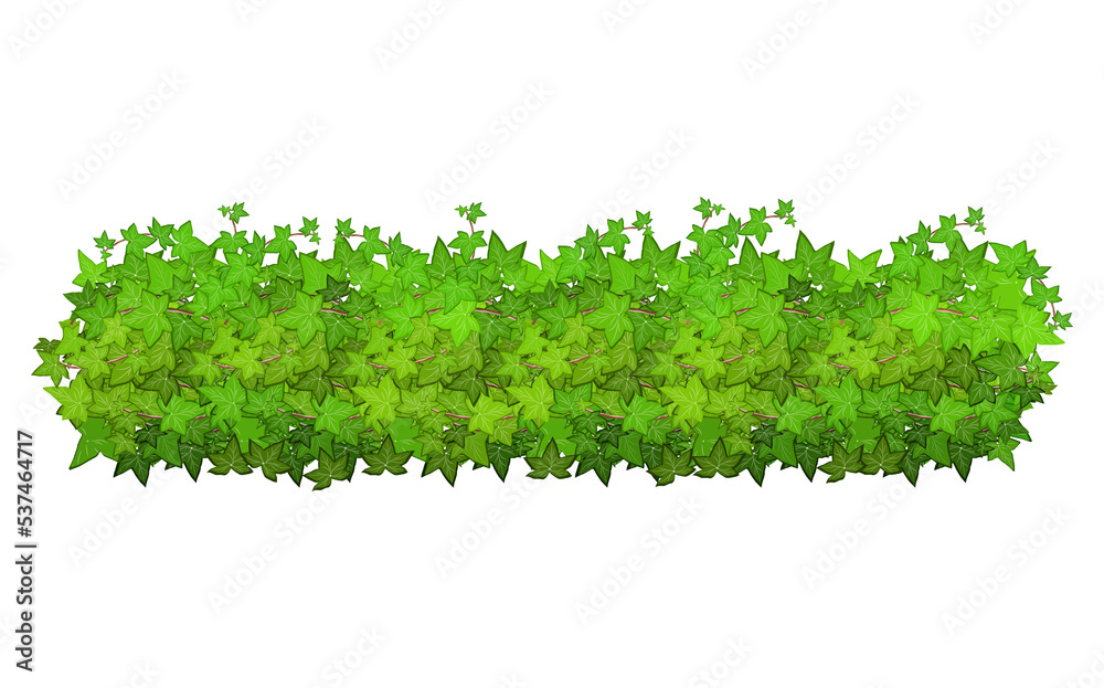 Fototapeta premium Ornamental green plant in the form of a hedge.Realistic garden shrub, seasonal bush, boxwood, tree crown bush foliage.For decorate of a park, a garden or a green fence.