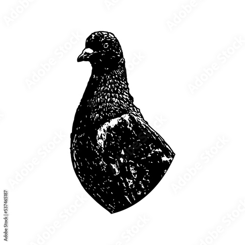vector illustration of Hand draws bird line art. Adult book coloring pages line art.