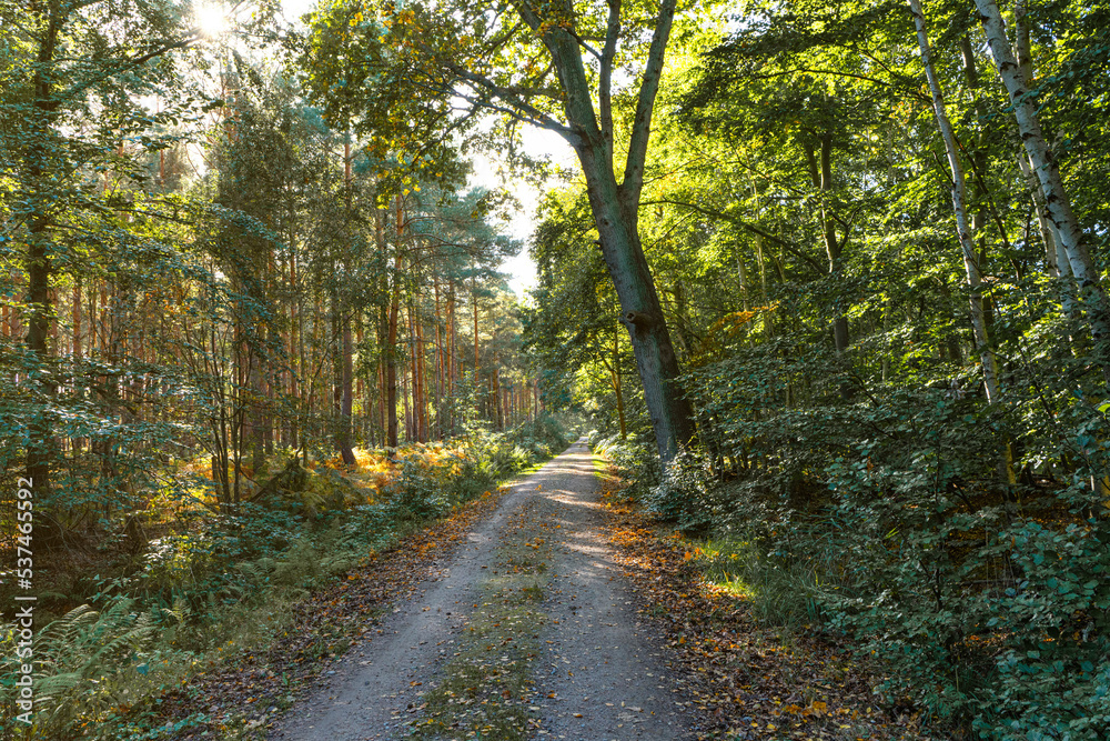 Fototapeta premium Wanderweg im Herbst durch den Wald