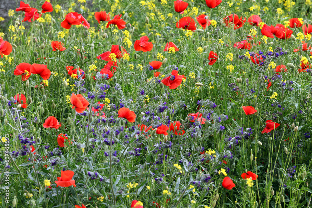 Mixed flowers, field of poppies.