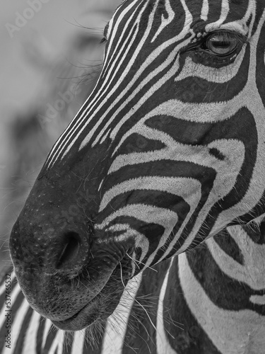 Close up of a Zebra Head