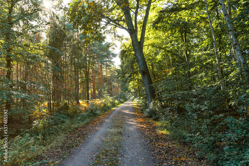 Wanderweg im Herbst durch den Wald