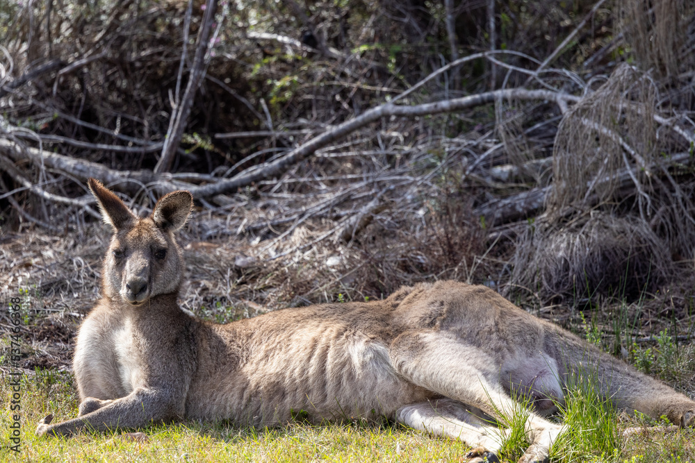 Portrait of a kangaroo at the edge of a forest near Jervis bay, Australia Portrait of a kangaroo at the edge of a forest near Jervis bay, Australia