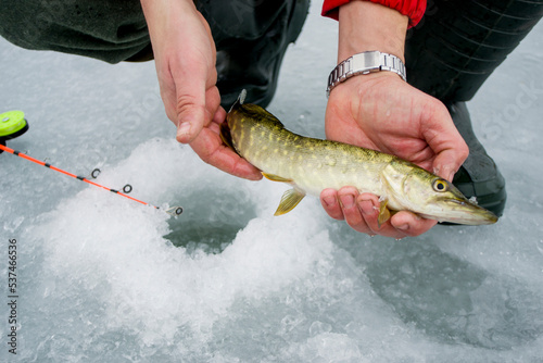 Fototapeta Naklejka Na Ścianę i Meble -  Caught pike in the hands of a fisherman in winter