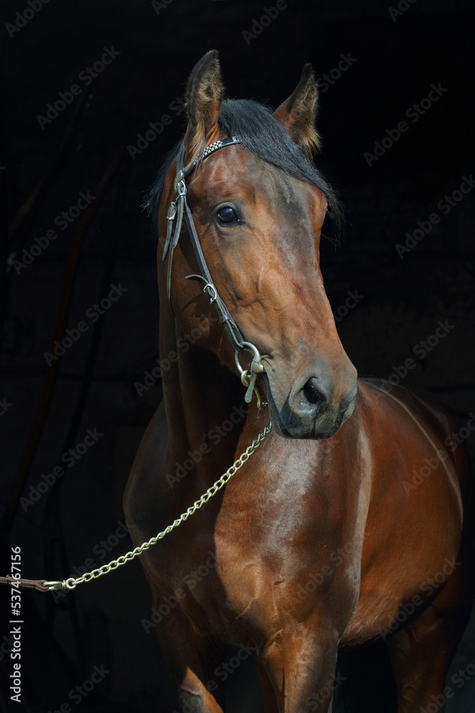 Fototapeta premium Young race sports horse portrait in dark stable 