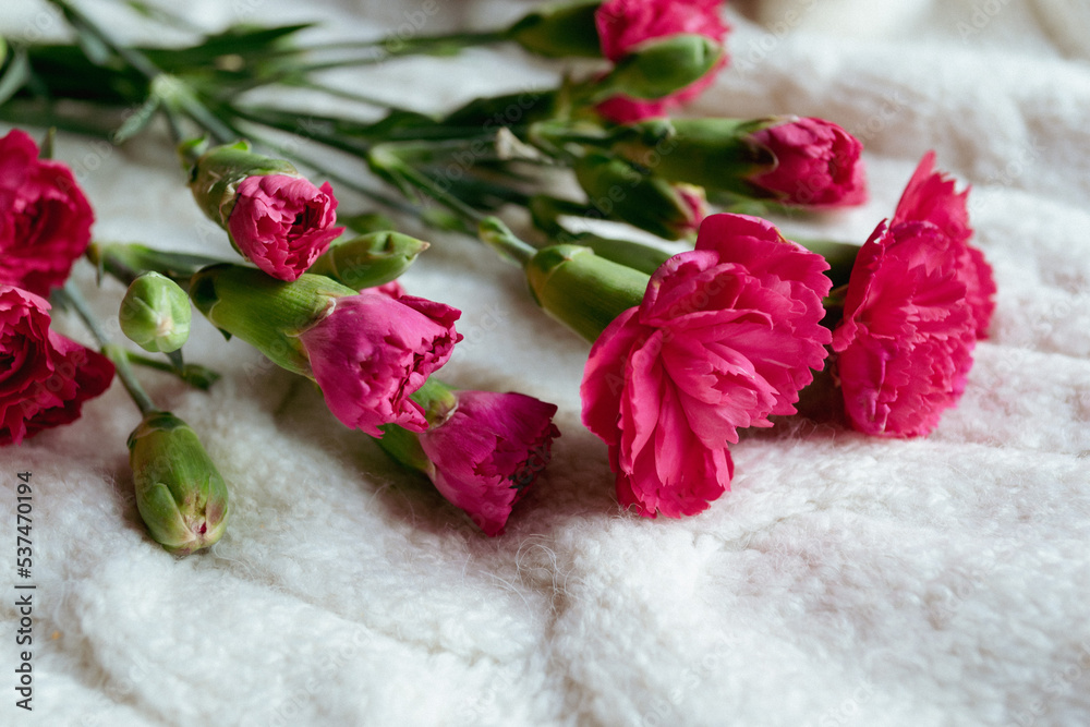 Miniature pink carnation flowers on branches lie on a white knitted fabric Miniature pink carnation flowers on branches lie on a white knitted fabric