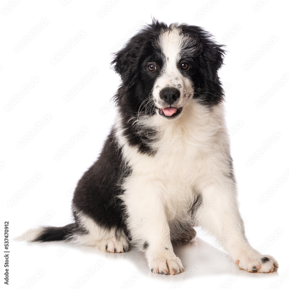 Elo puppy isolated on white background