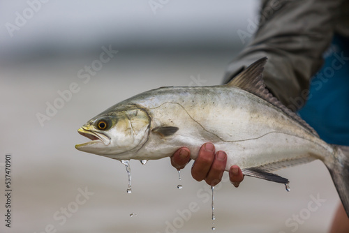 Fototapeta Naklejka Na Ścianę i Meble -  close up garrick fish caught in south africa