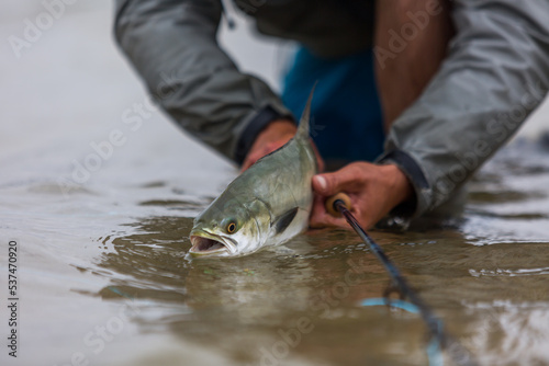 Fototapeta Naklejka Na Ścianę i Meble -  fisherman putting a fish back in the ocean