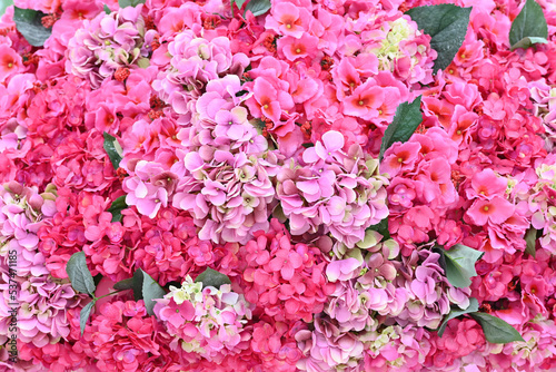 Fototapeta Naklejka Na Ścianę i Meble -  Delicate Hydrangea floral background in light pink pastel colors.