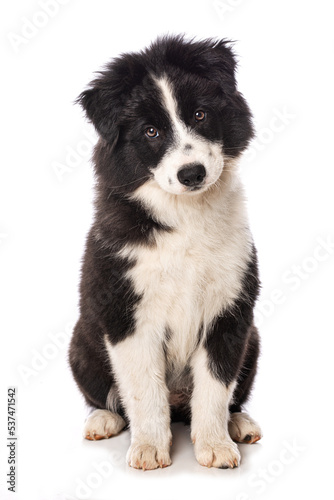 Elo puppy isolated on white background