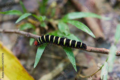 Caterpillar on a tree branch