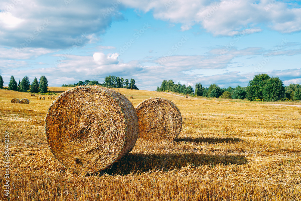 hay in round stacks, field cleaning, agriculture, golden hay hay in round stacks, field cleaning, agriculture, golden hay