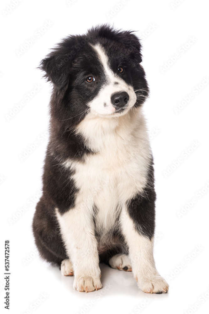 Elo puppy isolated on white background Elo puppy isolated on white background