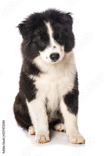 Fototapeta Naklejka Na Ścianę i Meble -  Elo puppy isolated on white background
