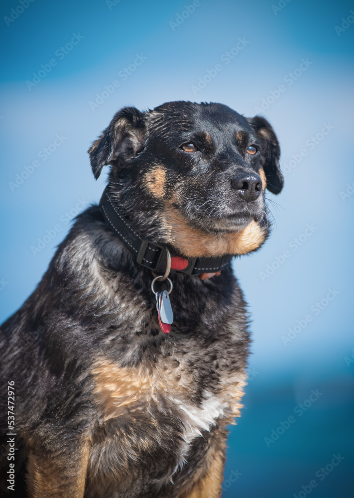 Tierschutzhund Portraitfoto Tierschutzhund Portraitfoto