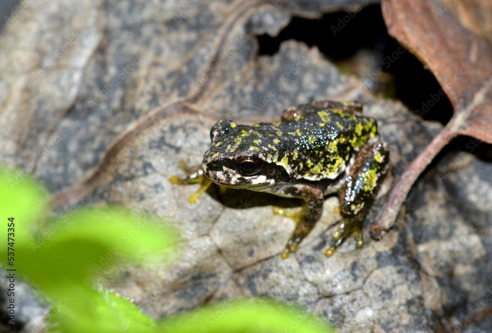 Naklejka premium ニホンアマガエル
