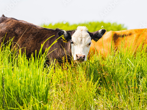 View of cow grazing