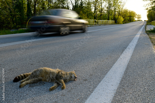 Überfahrene Wildkatze (Felis silvestris) auf einer Landstraße // Wildcat (Felis silvestris) run over on a country road photo