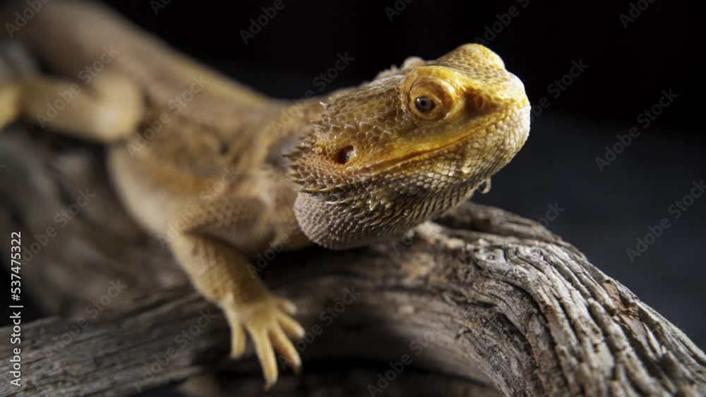 bearded dragon on ground with blur background. bearded dragon on ground with blur background.