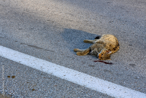 Wildcat (Felis silvestris) run over on a country road // Überfahrene Wildkatze (Felis silvestris) auf einer Landstraße photo