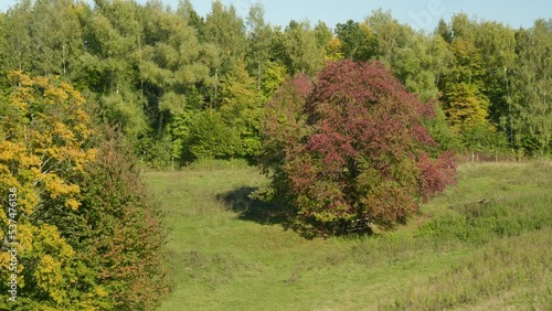 colorful autumn tree in green nature