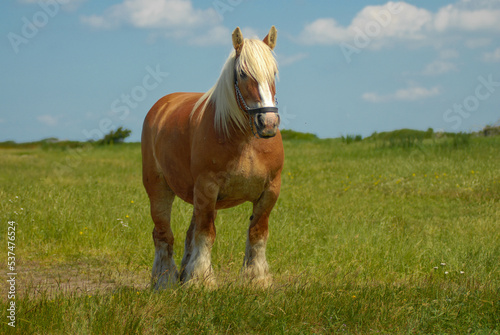 Horse of the Danish Jutland breed grazing free in the meadow © marcelinopozo