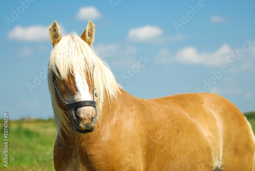 Fotografia Horse of the Danish Jutland breed grazing free in the meadow