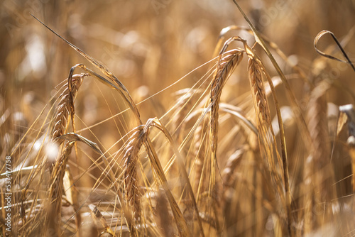 Barley field photo
