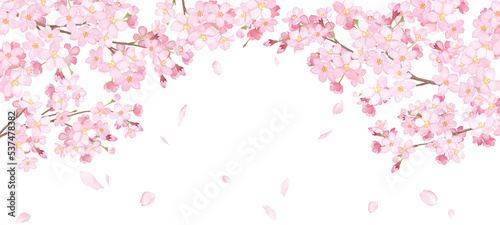 桜と散る花びらのアーチ型フレーム。水彩イラスト。ワイドサイズの背景。 （透過背景）