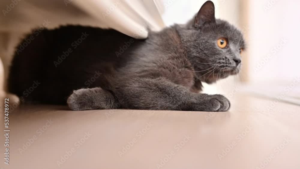 British short hair cat playing at home, slow motion British short hair cat playing at home, slow motion